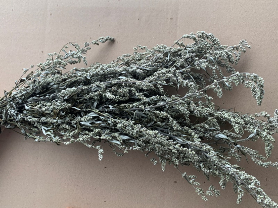 Beifuß Artemisia vulgaris 1 Bund