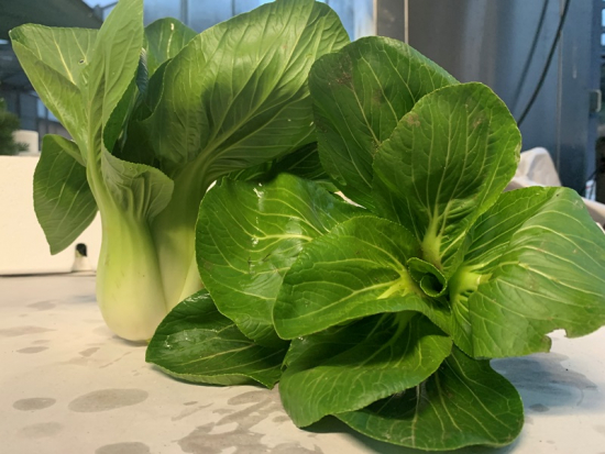 Pak Choi - der Senfkohl