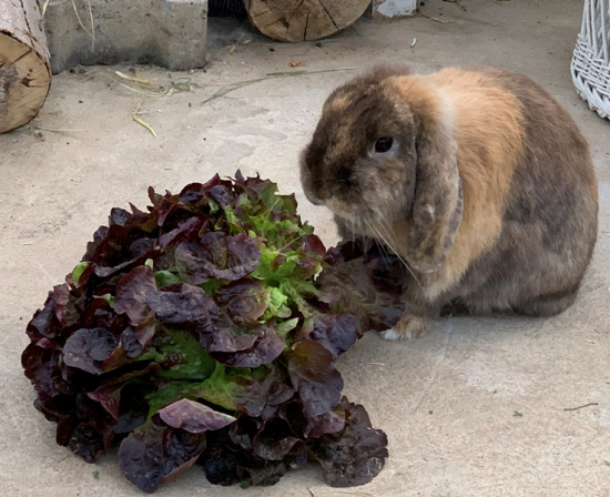 Krullsalat rot 1 Stück