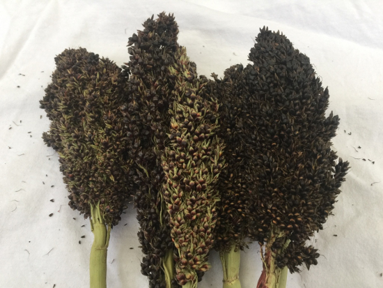 Sorghum schwarz 2024 aus deutschem Anbau