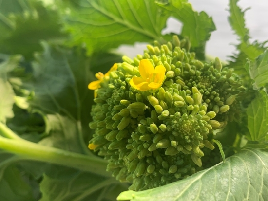 Stängelkohl - ital.Broccoli 250 g